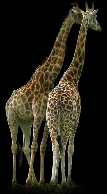 girafes