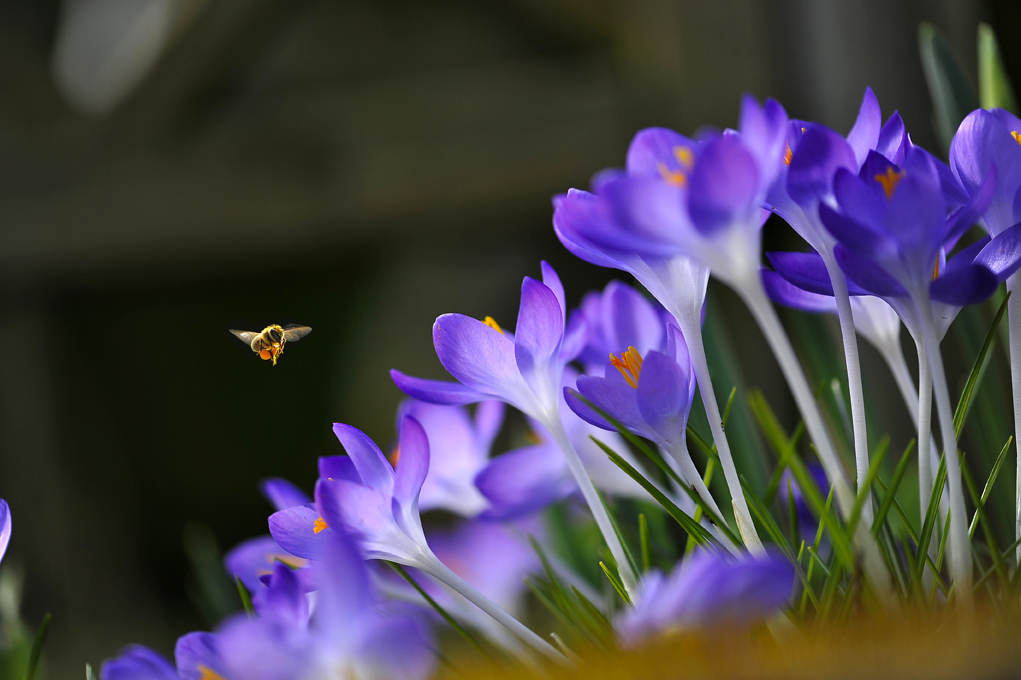 abeilles_crocus_2