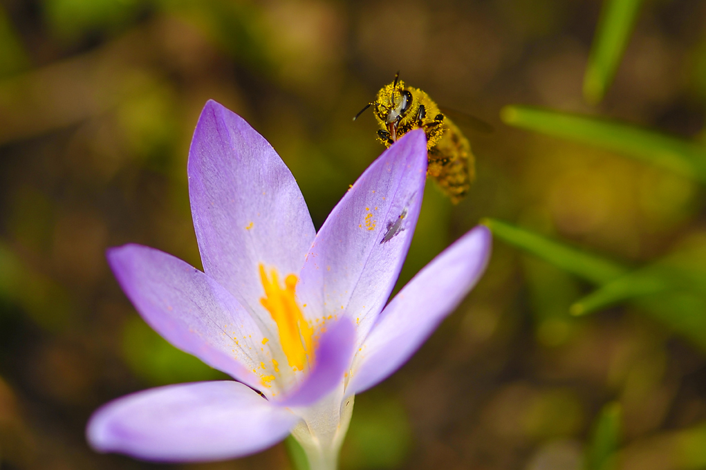 abeilles