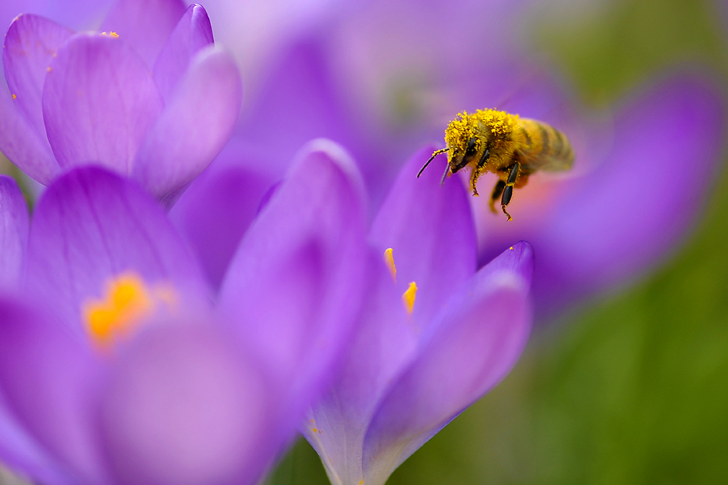 abeilles