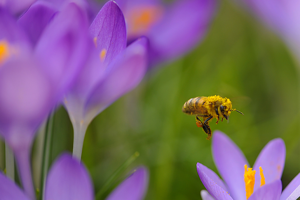 abeilles