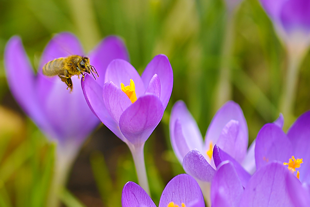 abeilles