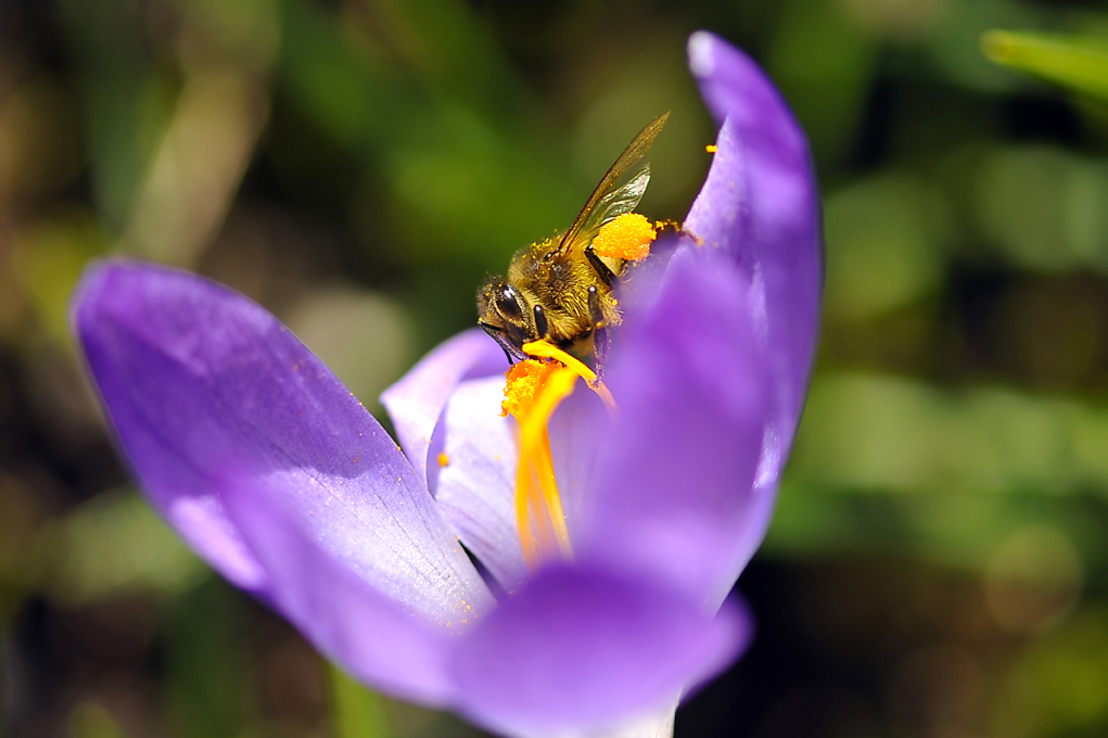 abeilles