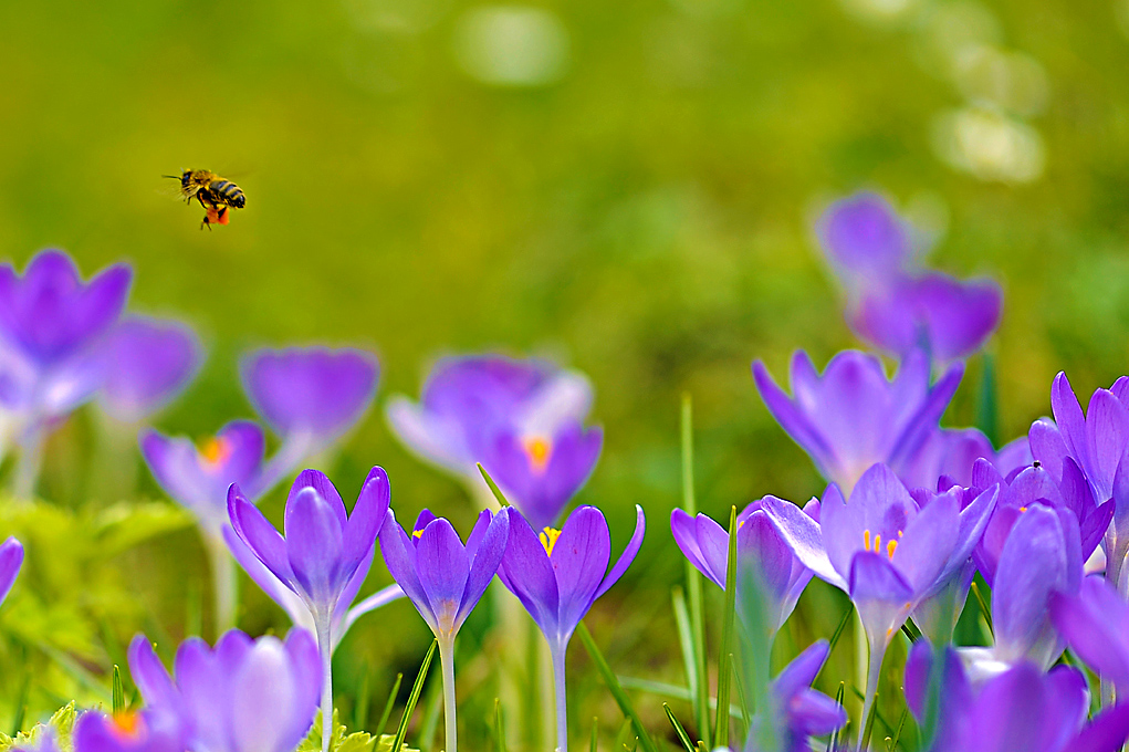 abeilles
