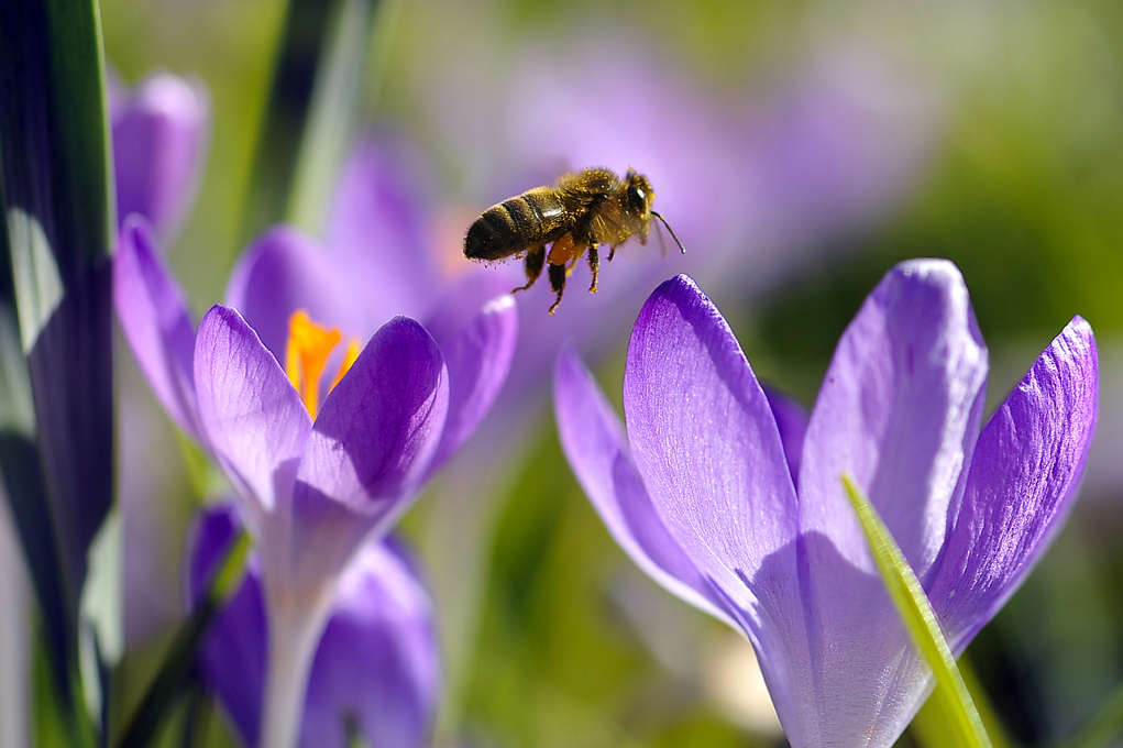 abeilles