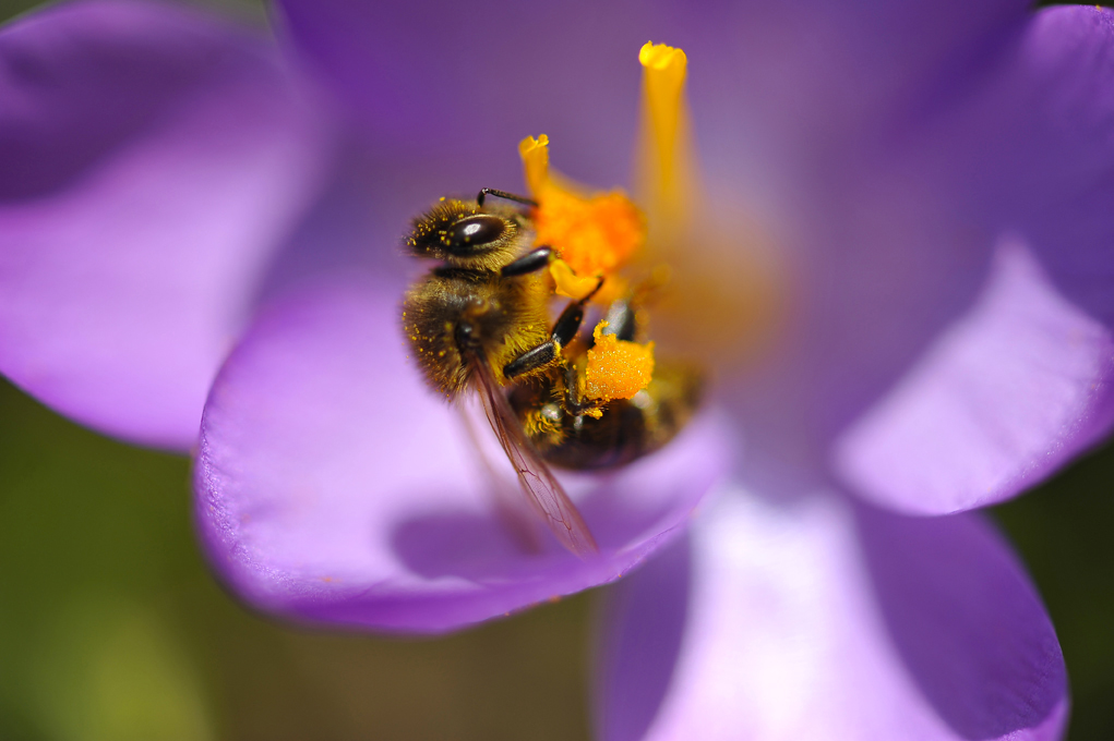 abeilles
