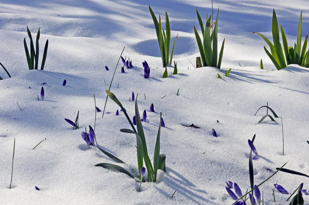 neige et crocus
