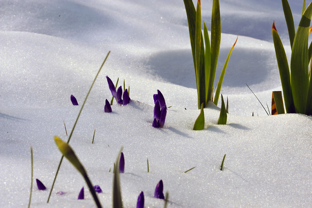 pointes_crocus