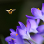 abeilles_crocus