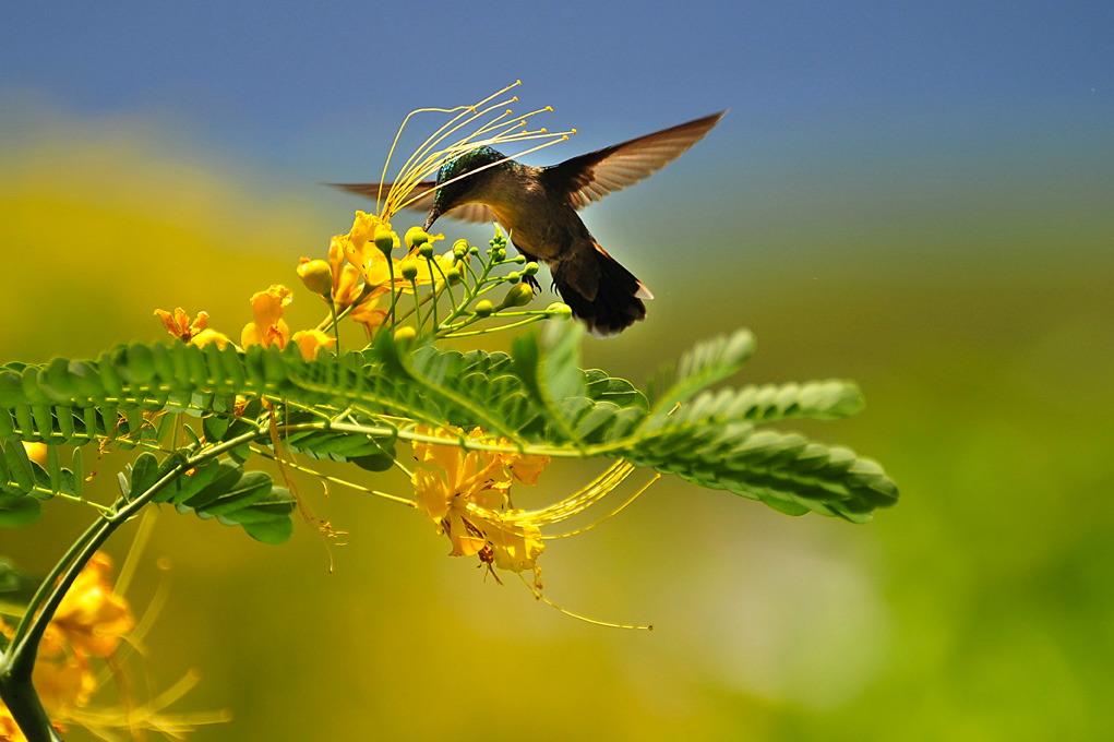 colibri1