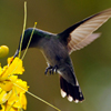 colibri